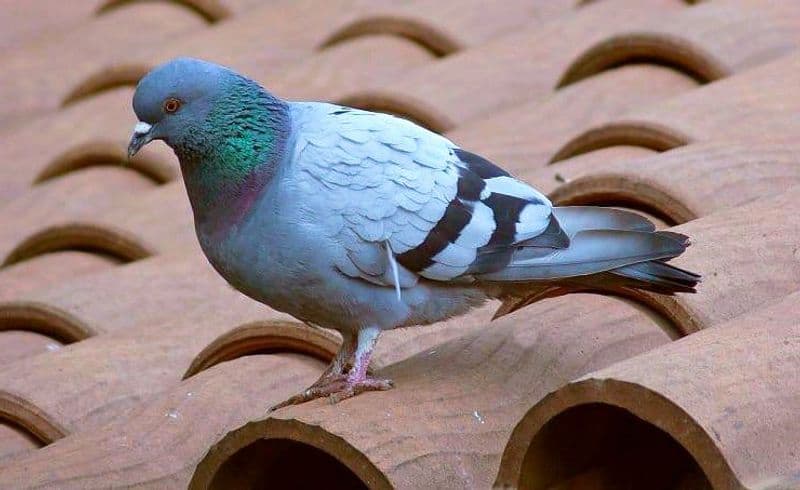 CIRIE' - Zecche dei piccioni a scuola, il Fermi chiude fino a lunedi: a casa 600 studenti