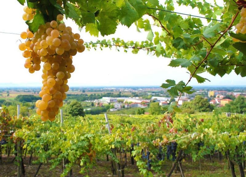 CANAVESE - Erbaluce vitigno dell'anno 2023 per il Piemonte, orgoglio canavesano