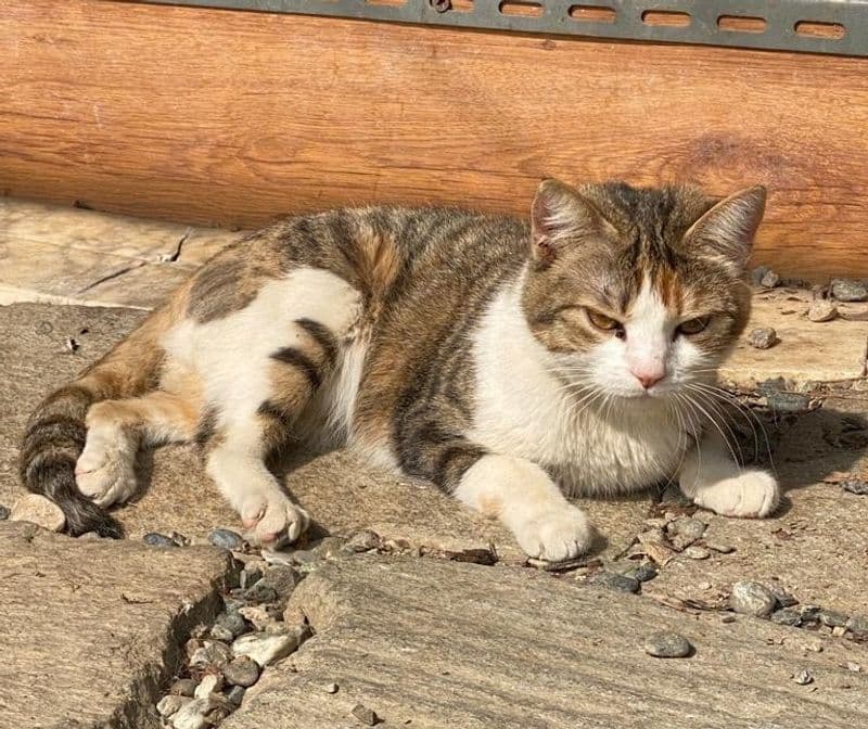 IVREA - Un appello per aiutare la micia Sangria, sopravvissuta ad un incidente stradale