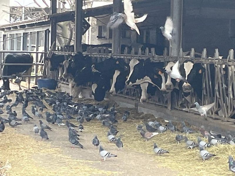 CANAVESE - «Guerra ai piccioni», anche le aziende agricole sulle barricate