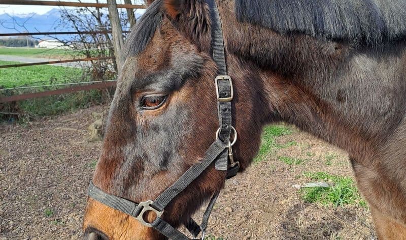 SAN CARLO CANAVESE - Trovata una nuova casa al cavallo Remì, abbandonato perché anziano