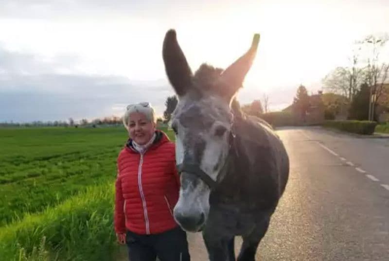 BORGARO TORINESE - Scappa e finisce in mezzo al traffico, la mula Umida salvata in extremis