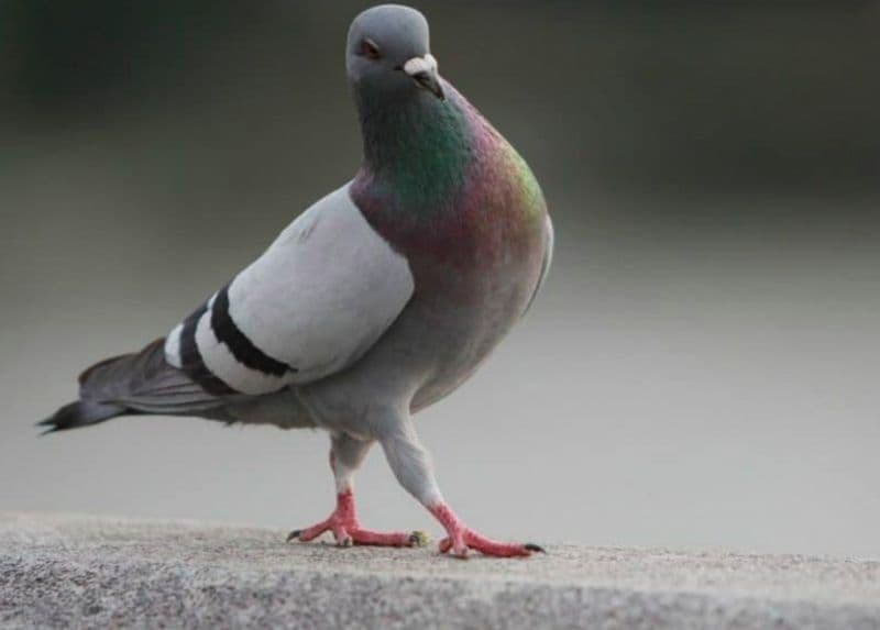 AGLIE' - Falchi contro piccioni per cacciare i pennuti molesti dalle scuole del paese