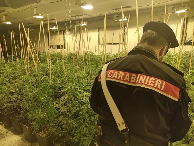 ROMANO CANAVESE - Una piantagione di marijuana nel capannone in disuso: quattro persone arrestate dai carabinieri - FOTO e VIDEO