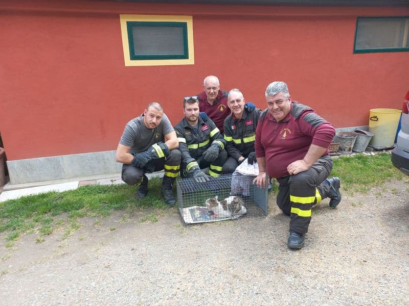 CIRIE' - Gatto ferito si infila nel motore di un'auto: salvato dai vigili del fuoco - FOTO