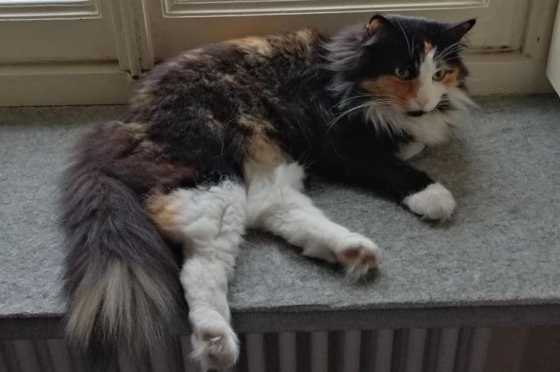 CUORGNE' - La gatta si perde a Torino e la ritrovano in Canavese a 50 chilometri di distanza