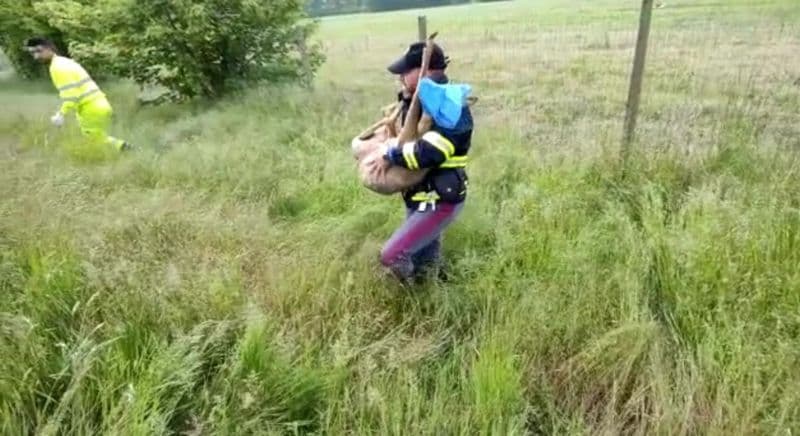 SCARMAGNO-SAN GIORGIO CANAVESE - Capriolo terrorizzato salvato dal pronto intervento della polizia stradale - VIDEO