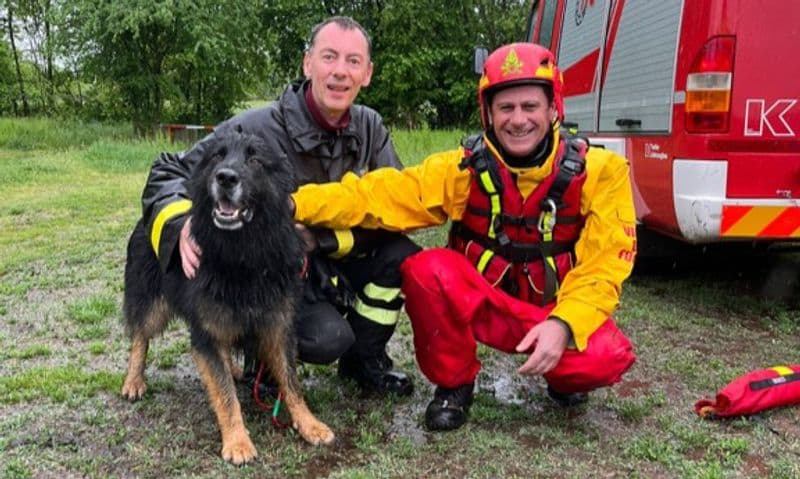CASELLE - Cade nel torrente Stura e rimane bloccato in acqua: cane salvato dai vigili del fuoco - FOTO e VIDEO