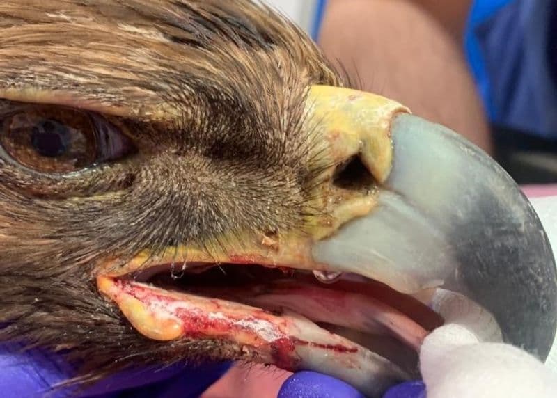 COLLERETTO CASTELNUOVO - Aquila reale ferita, salvata dal Canc: torna a volare sopra Santa Elisabetta - FOTO