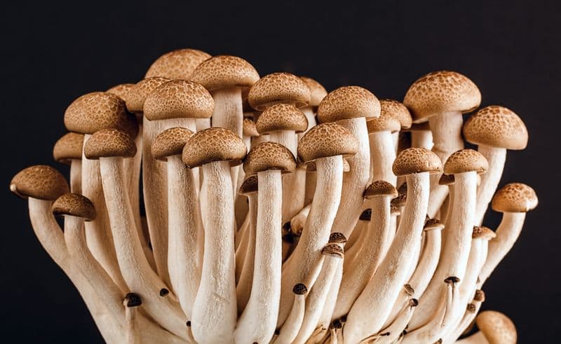 SCIENZA – I funghi, la specie vegetale più ciarliera