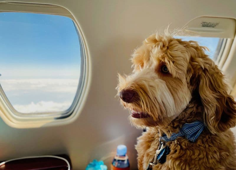 PET - La compagnia aerea privata per animali