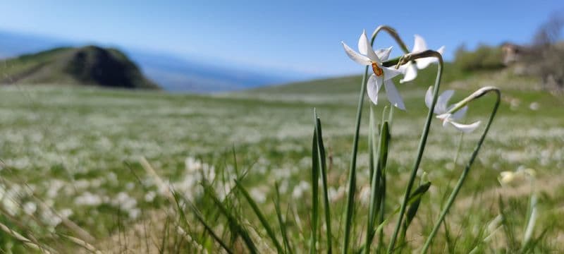 CASTELNUOVO NIGRA - Fioriscono i narcisi, c'è la navetta per andare ad ammirarli - FOTO