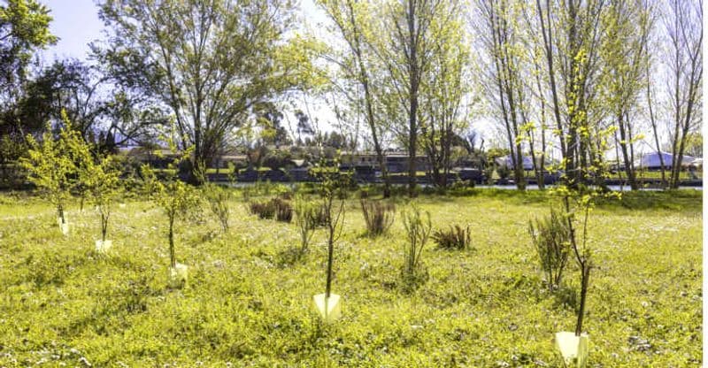 CHIVASSO - Nuovi alberi donati da due famiglie alla città