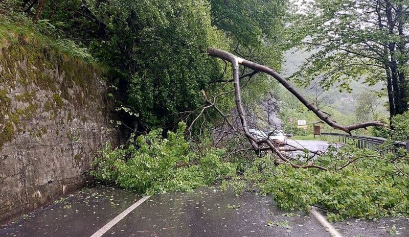 MALTEMPO IN CANAVESE - Ancora alberi abbattuti a Ingria e Castellamonte. La Regione: «Evitare spostamenti non necessari» - FOTO