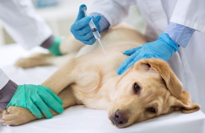 LOMBARDORE - Cani avvelenati con lumachicida vicino al parco giochi: l'allarme degli Amici della Terra