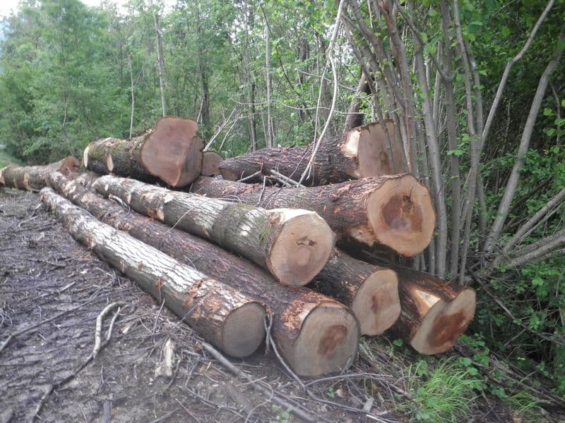 BORGIALLO - Alberi abbattuti lungo la strada provinciale: «Uno scempio» - FOTO