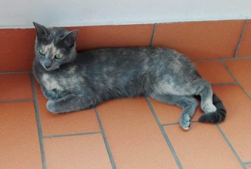 FAVRIA - Appello per ritrovare la gatta Kitty scappata da casa - FOTO