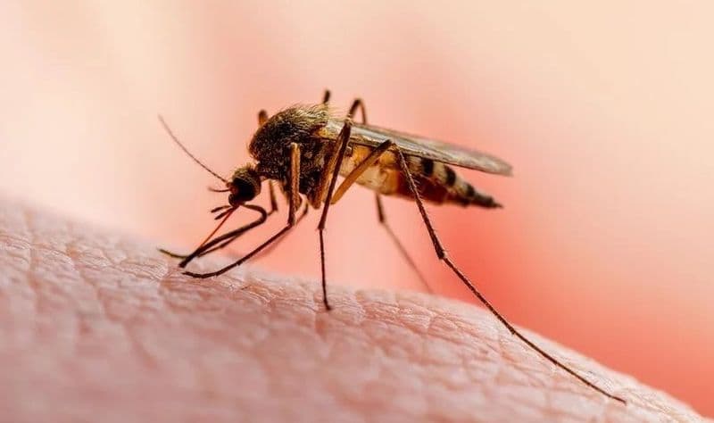 SALUTE - Un nuovo repellente antizanzare (che funziona)