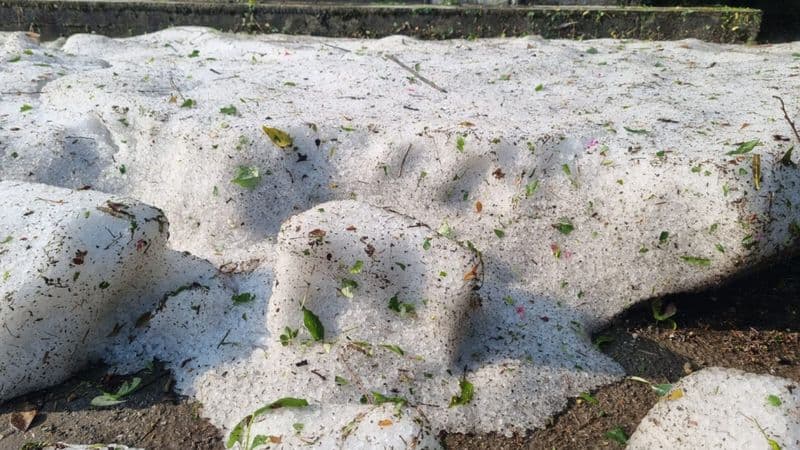 CALUSO - Nubifragio con grandine e vento, enormi danni per l'Erbaluce: a rischio la vendemmia - FOTO