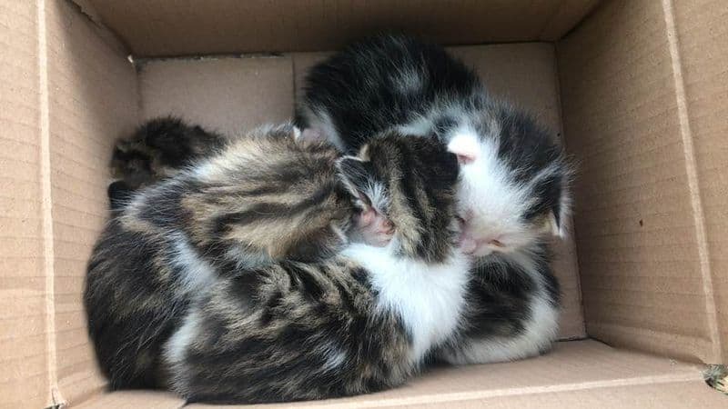 VIALFRE' - Cinque gattini abbandonati nei boschi salvati dal cane Pluto e dal suo padrone