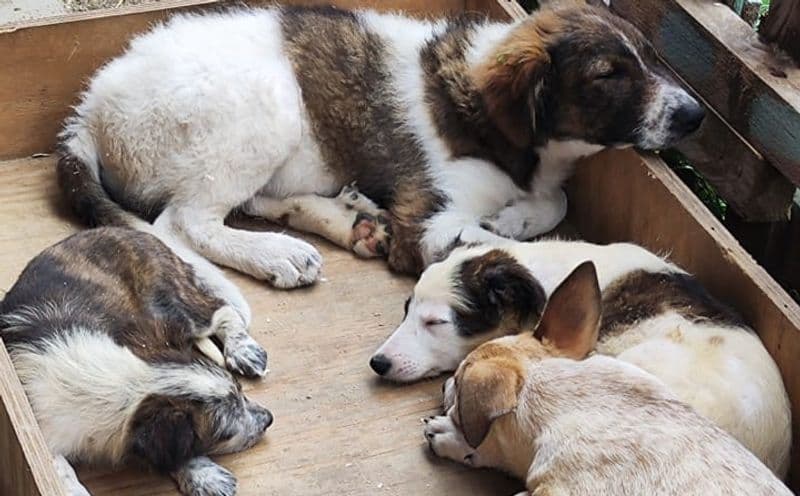 PONT CANAVESE - I cani salvati la scorsa settimana stanno male: appello dal rifugio di Barbania