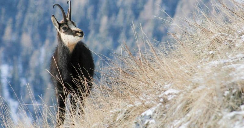 GRAN PARADISO - Il 5 x 1000 al Parco per la ricerca scientifica su camoscio e lupo nelle valli Orco e Soana