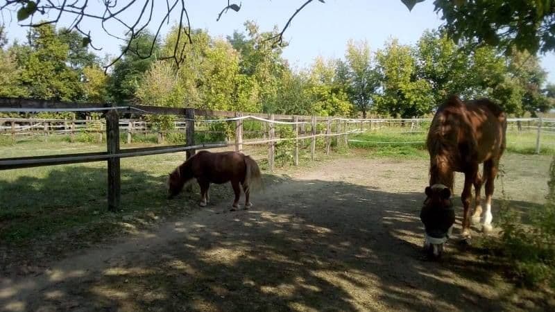 OGLIANICO - Maxi bolletta da 7mila euro, il rifugio per animali rischia di chiudere