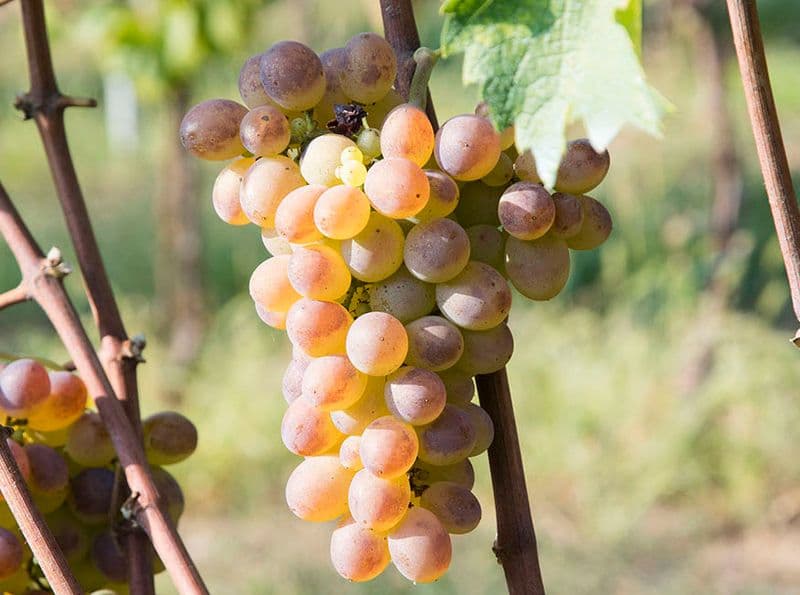 WINE – Chi conosce il Baratuciat?