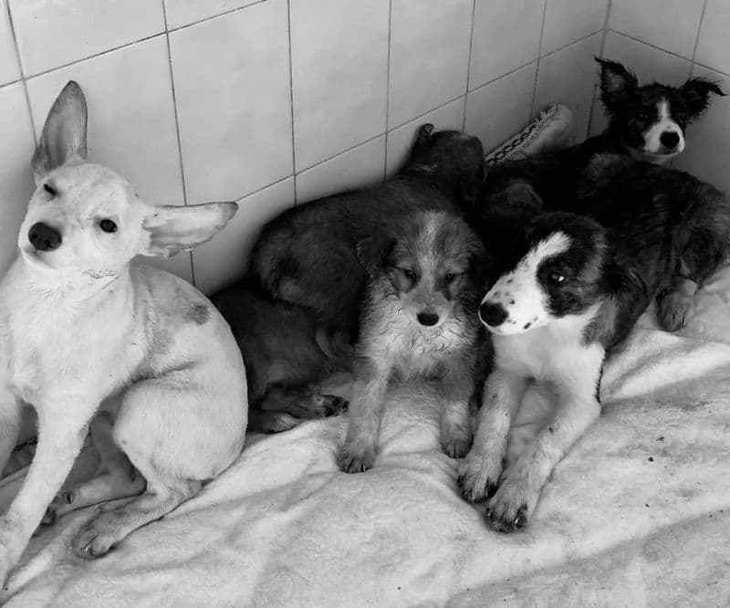 PONT CANAVESE - 44 cani e un gatto recuperati nella casa di Pian Rastello: come è stato possibile?