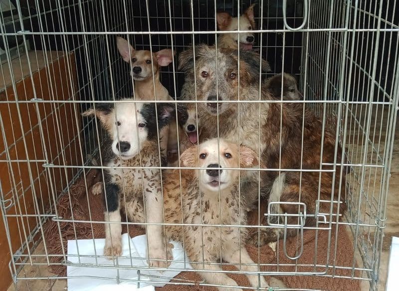 FAVRIA - Il sindaco Bellone promuove una gara di solidarietà per i 70 cani salvati a Pont Canavese