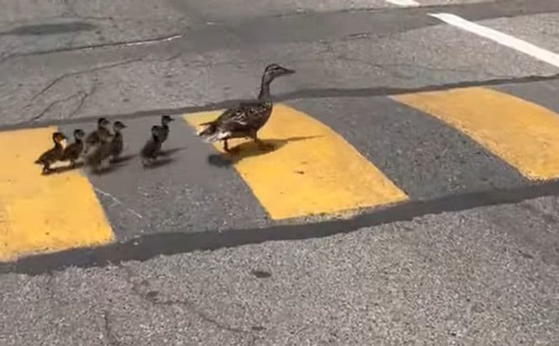 CIRIE' - La famiglia di anatre che attraversa la strada in via Mazzini: «Attenzione a questi inusuali pedoni» - VIDEO