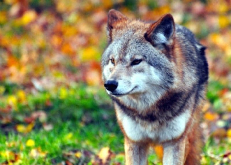 VALCHIUSA - Vitellino aggredito da un lupo vicino ad una baita, salvato dal pastore