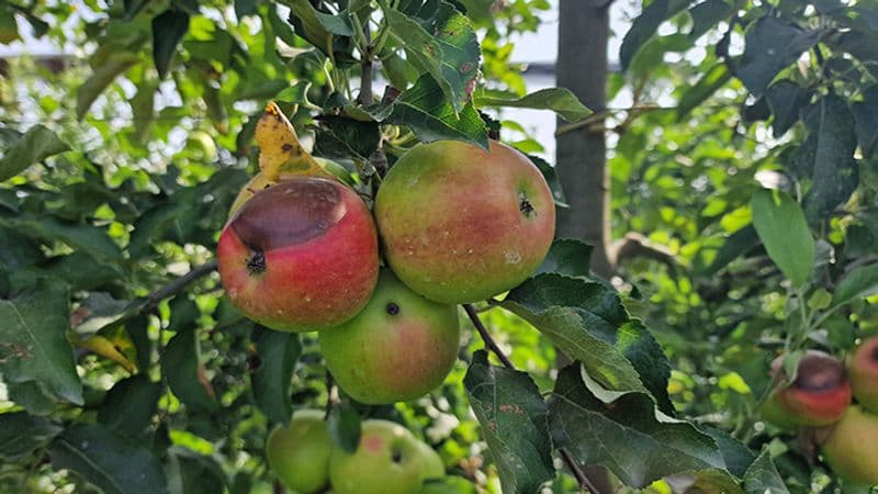 CANAVESE - Caldo, il fenomeno nuovo della frutta che si scotta: nel torinese già perso il 15% dei raccolti
