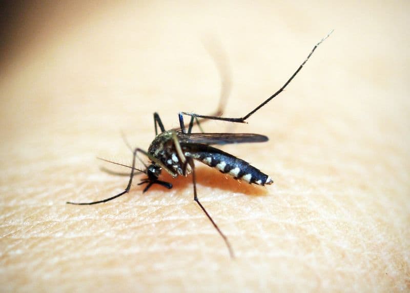 SALUTE - Zanzare, la battaglia di ogni estate