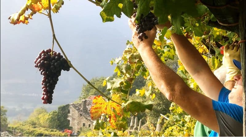 CAREMA - Si prospetta una gran vendemmia per i vini di montagna: una «rivincita» per Carema ed Erbaluce delle morene canavesane