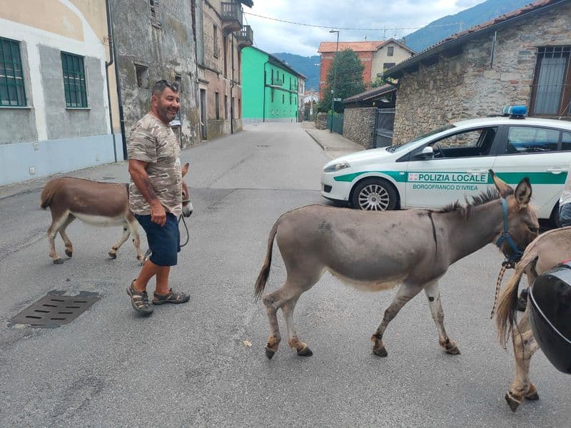 BORGOFRANCO D'IVREA - Tre asini a spasso per le vie del paese: recuperati dalla polizia locale - FOTO