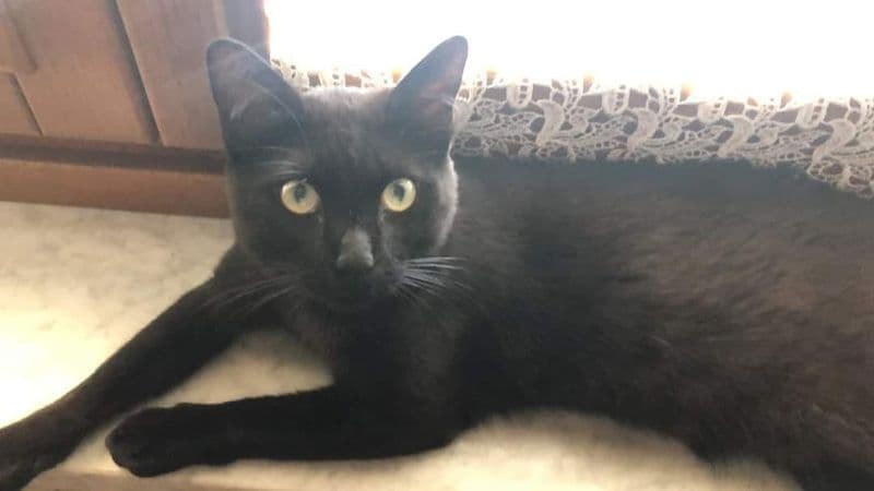 PERTUSIO - Appello della piccola Viola per ritrovare il gatto Luna scappato da casa