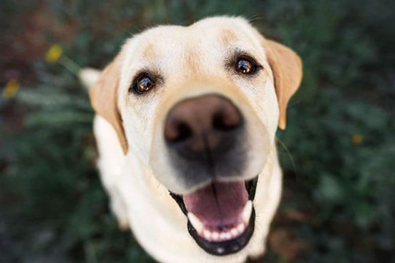 CANAVESE - Esche avvelenate e polpette con i chiodi: tuteliamo gli animali, non solo d'estate