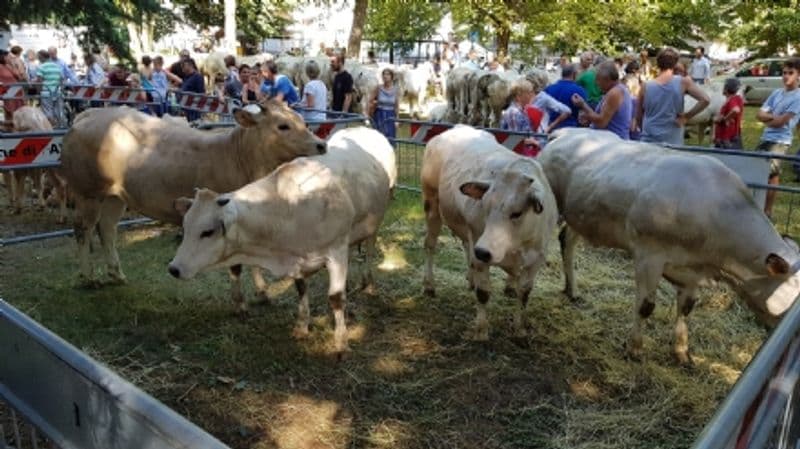 RIVAROLO CANAVESE - E' polemica sulla Fiera di San Giacomo: Muovi Rivarolo attacca l'amministrazione comunale