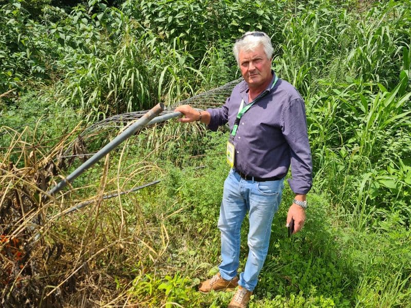 IVREA-MONTALTO DORA-BORGOFRANCO - «Vandali» pro cinghiali: sfasciano le reti per danneggiare gli agricoltori - FOTO