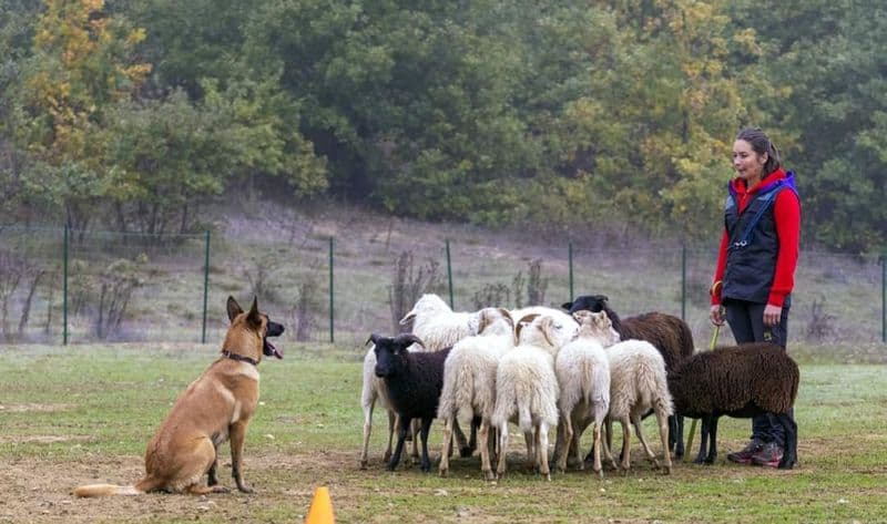 BOSCONERO - Una canavesana ai mondiali di Sheepdog: tutti a fare il tifo per Federica Lando e la sua «Fosca» - FOTO