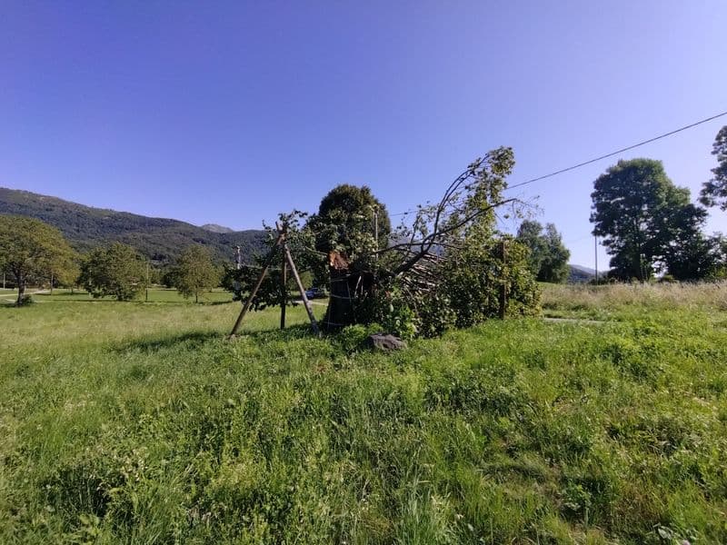 RUEGLIO - Il leggendario «Albero delle Streghe» è stato danneggiato dal vento