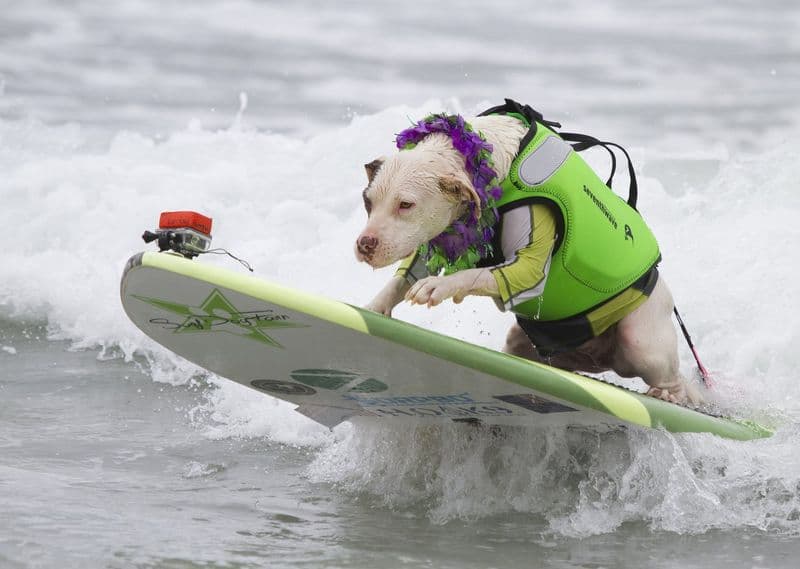 PET - Il campionato del mondo dei cani surfisti
