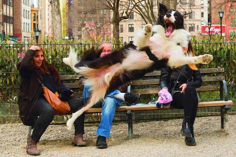 PET - Quei gran simpaticoni degli animali - FOTO