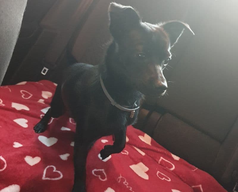 SAN GIUSTO CANAVESE - Il piccolo Nicolò ha riabbracciato il suo amico a 4 zampe Leo: ritrovato il cagnolino scappato da casa