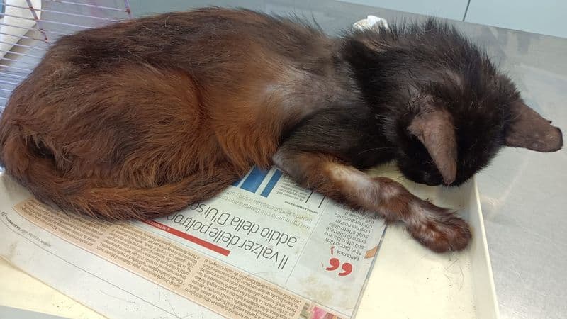 IVREA - Allarme alla colonia felina al castello: spari contro i gatti e un micio aggredito da due pitbull