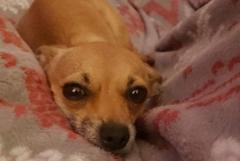 LUGNACCO - Ritrovata la piccola Cleo, scappata per i fuochi d'artificio - FOTO