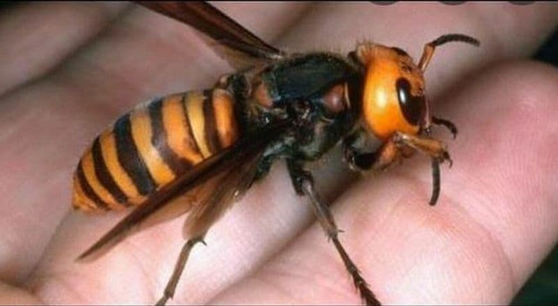 SAN BENIGNO CANAVESE - Punta da un calabrone, pensionata muore dopo quattro anni di agonia