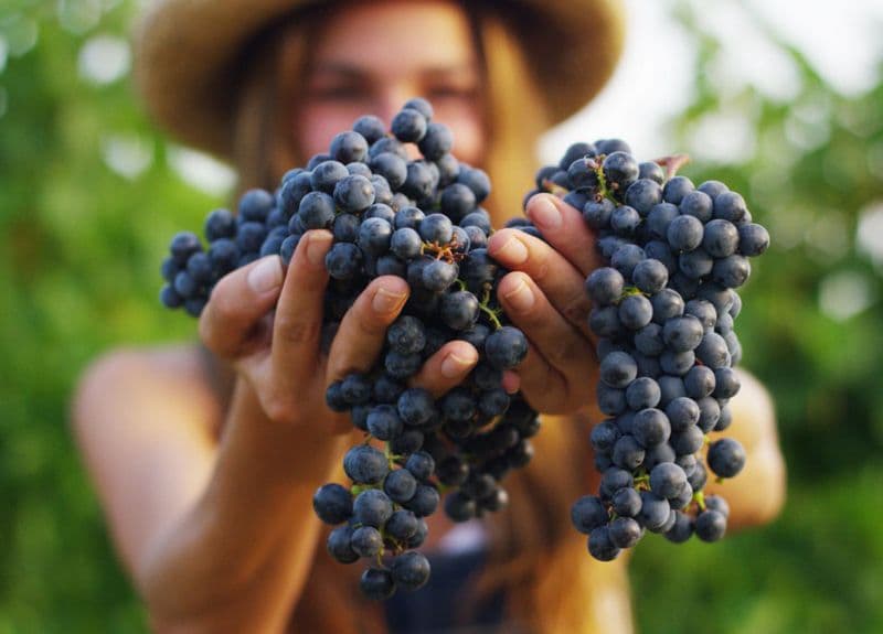 WINE – Vivere la vendemmia fra vigne e cantine