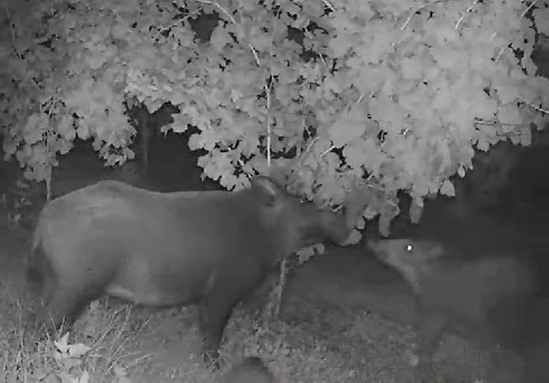 CANDIA CANAVESE - I cinghiali beccati dalle telecamere a mangiare l'uva dalle viti - FOTO